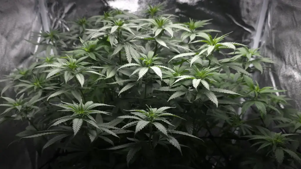 White Widow Steckling